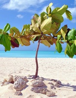 Antigua Caribbean Sea 50
